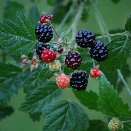 25 Trailing Blackberry Seeds - Seed World