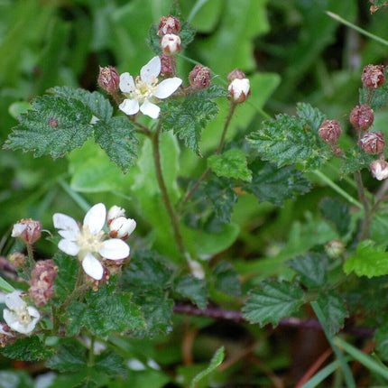 25 Trailing Blackberry Seeds - Seed World