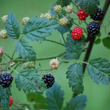 25 Trailing Blackberry Seeds - Seed World
