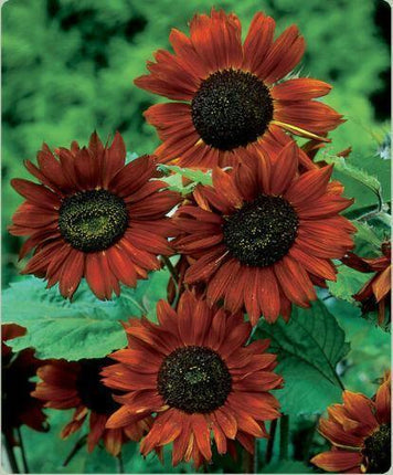 25 Velvet Queen Sunflower (Helianthus Annuus) Seeds - Seed World