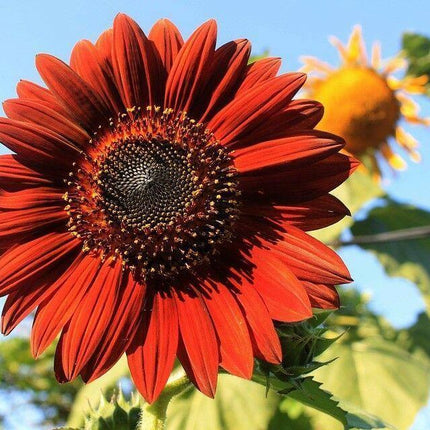 25 Velvet Queen Sunflower (Helianthus Annuus) Seeds - Seed World