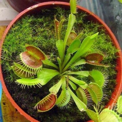25 Venus Flytrap - Dionaea Muscipula Seeds - Seed World