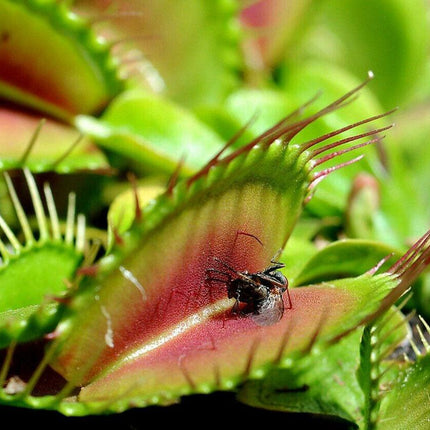 25 Venus Flytrap - Dionaea Muscipula Seeds - Seed World