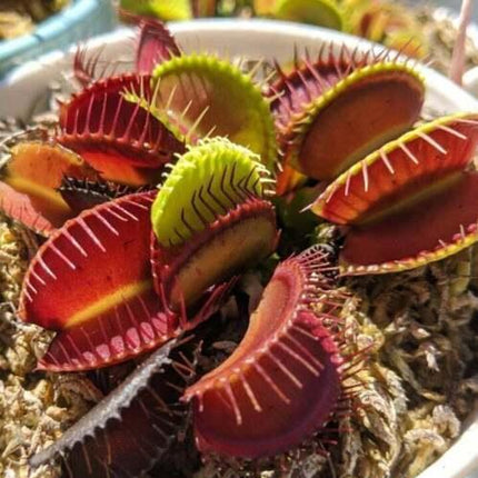 25 Venus Flytrap - Dionaea Muscipula Seeds - Seed World