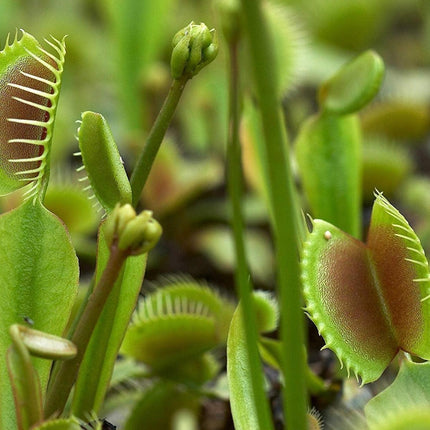 25 Venus Flytrap - Dionaea Muscipula Seeds - Seed World