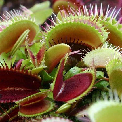 25 Venus Flytrap - Dionaea Muscipula Seeds - Seed World