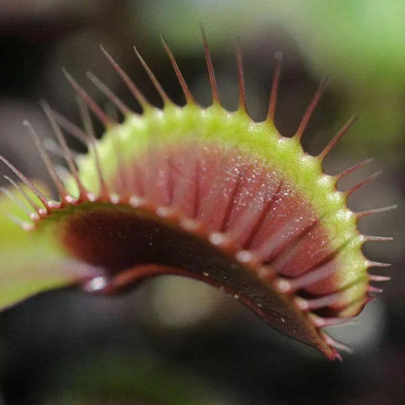25 Venus Flytrap Dionaea Muscipula Seeds - Seed World