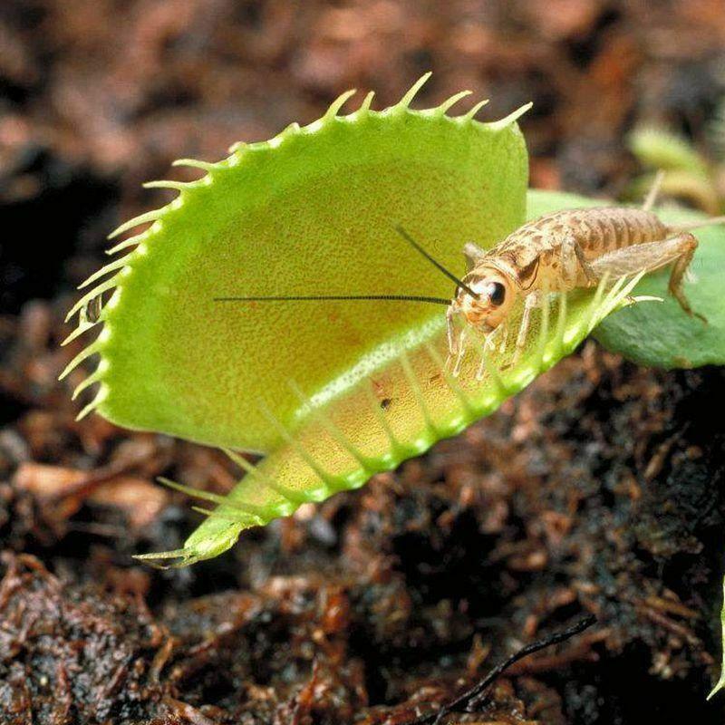 25 Venus Flytrap Dionaea Muscipula Seeds - Seed World