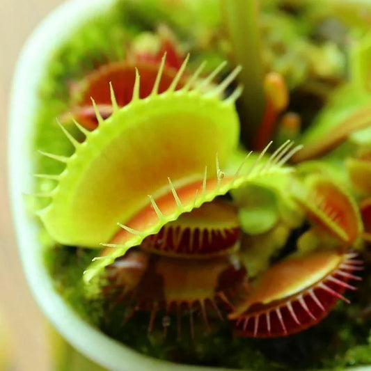25 Venus Flytrap Dionaea Muscipula Seeds - Seed World