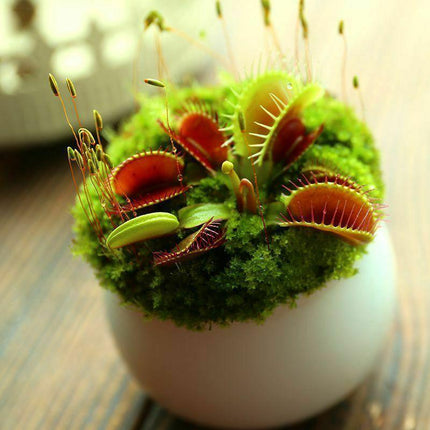 25 Venus Flytrap Dionaea Muscipula Seeds - Seed World