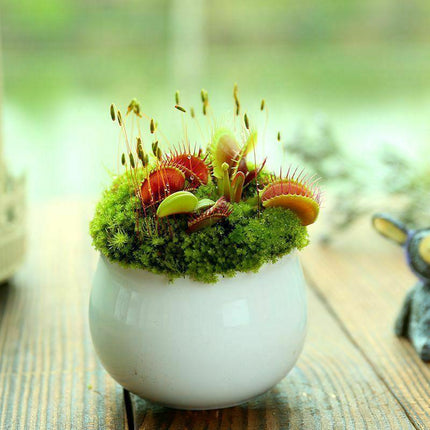 25 Venus Flytrap Dionaea Muscipula Seeds - Seed World