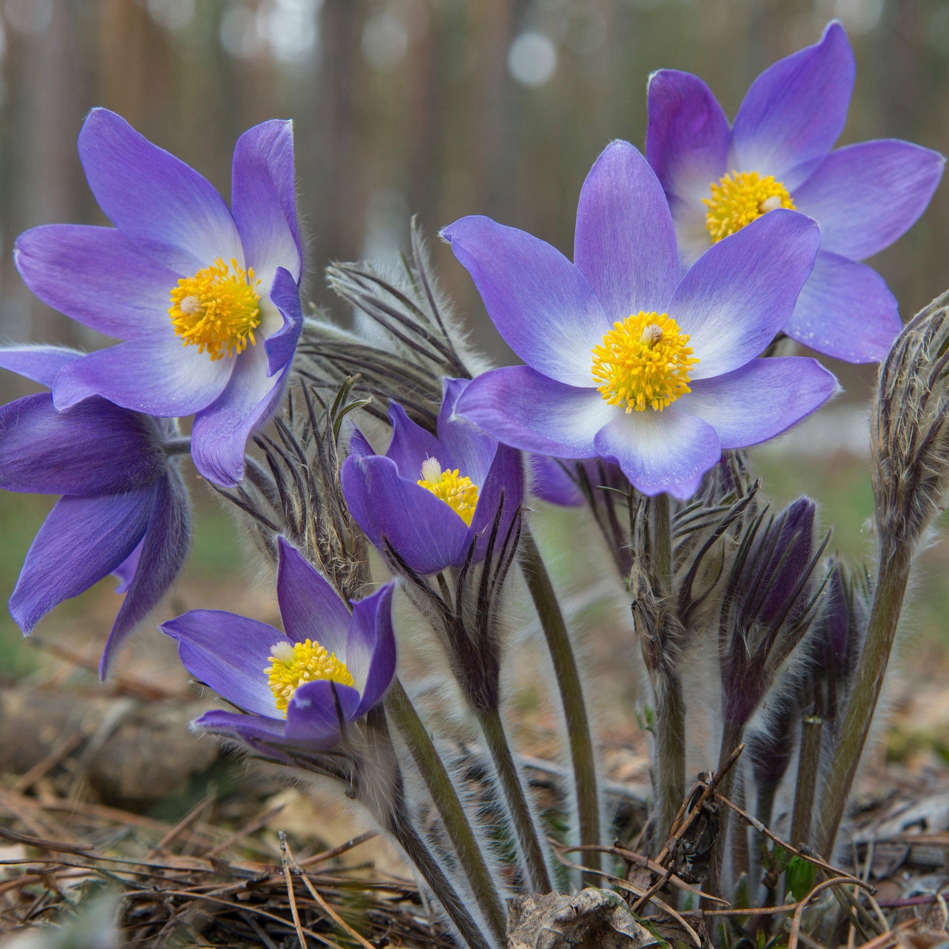 25 Violet Anemone Flower Seeds - Seed World
