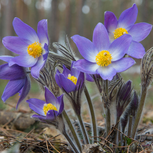 25 Violet Anemone Flower Seeds - Seed World