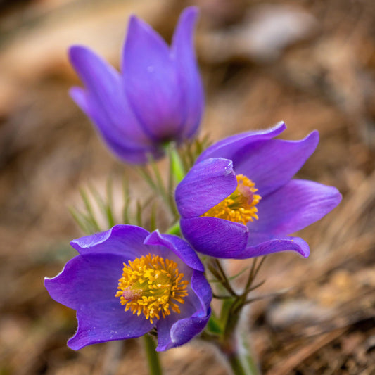 25 Violet Anemone Flower Seeds - Seed World