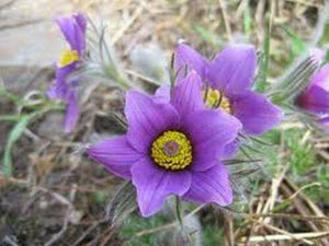 25 Violet Anemone Flower Seeds - Seed World