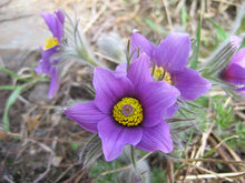 25 Violet Anemone Flower Seeds - Seed World