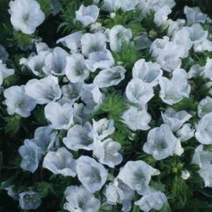 25 Viper's Bugloss Echium White Seeds - Seed World