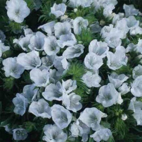 25 Viper's Bugloss Echium White Seeds - Seed World