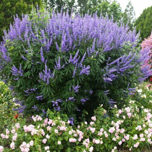 25 Vitex Agnus Castus | Chaste Berry Tree Seeds - Seed World