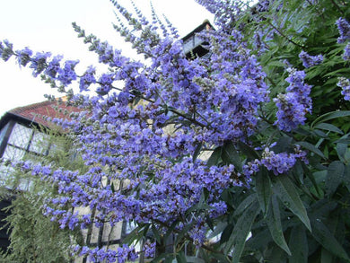 25 Vitex Agnus Castus | Chaste Berry Tree Seeds - Seed World