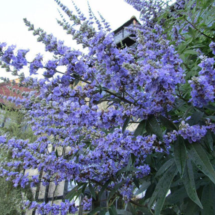 25 Vitex Agnus Castus | Chaste Berry Tree Seeds - Seed World