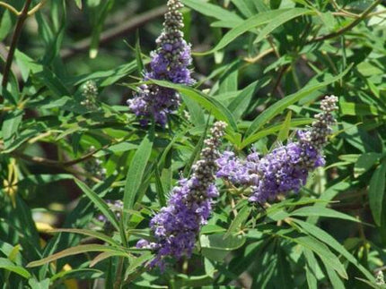 25 Vitex Agnus Castus | Chaste Berry Tree Seeds - Seed World
