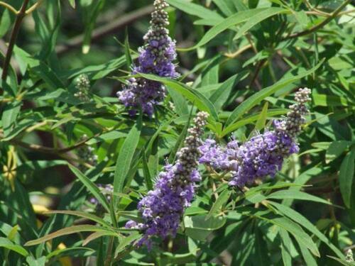 25 Vitex Agnus Castus | Chaste Berry Tree Seeds - Seed World