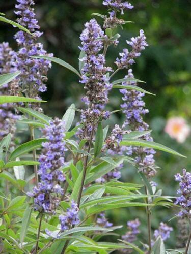 25 Vitex Agnus Castus | Chaste Berry Tree Seeds - Seed World