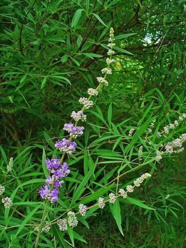 25 Vitex Agnus Castus | Chaste Berry Tree Seeds - Seed World
