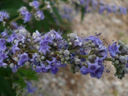 25 Vitex Agnus Castus | Chaste Berry Tree Seeds - Seed World