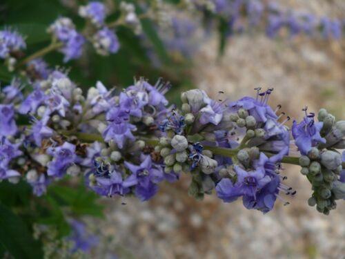 25 Vitex Agnus Castus | Chaste Berry Tree Seeds - Seed World