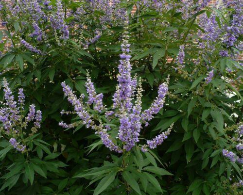 25 Vitex Agnus Castus | Chaste Berry Tree Seeds - Seed World