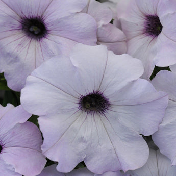 25 Wave Petunia - Easy Wave Silver Seeds - Seed World