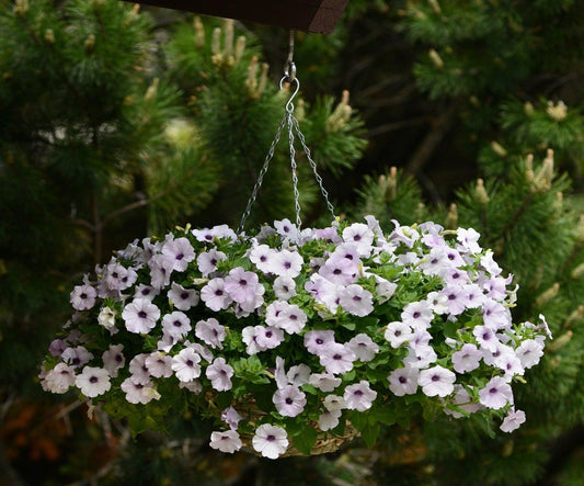 25 Wave Petunia - Easy Wave Silver Seeds - Seed World