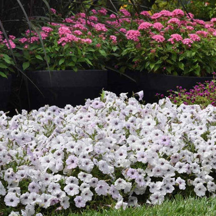25 Wave Petunia - Easy Wave Silver Seeds - Seed World