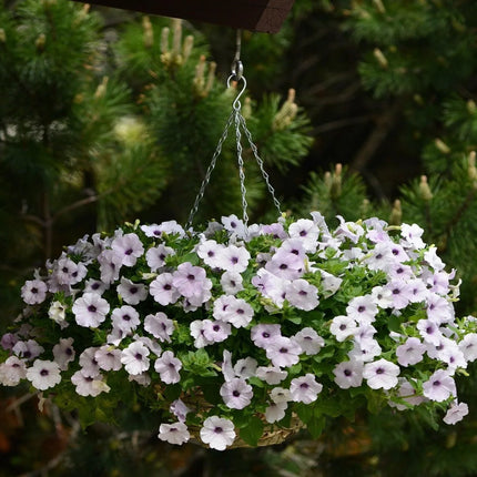 25 Wave Petunia - Easy Wave Silver Seeds - Seed World
