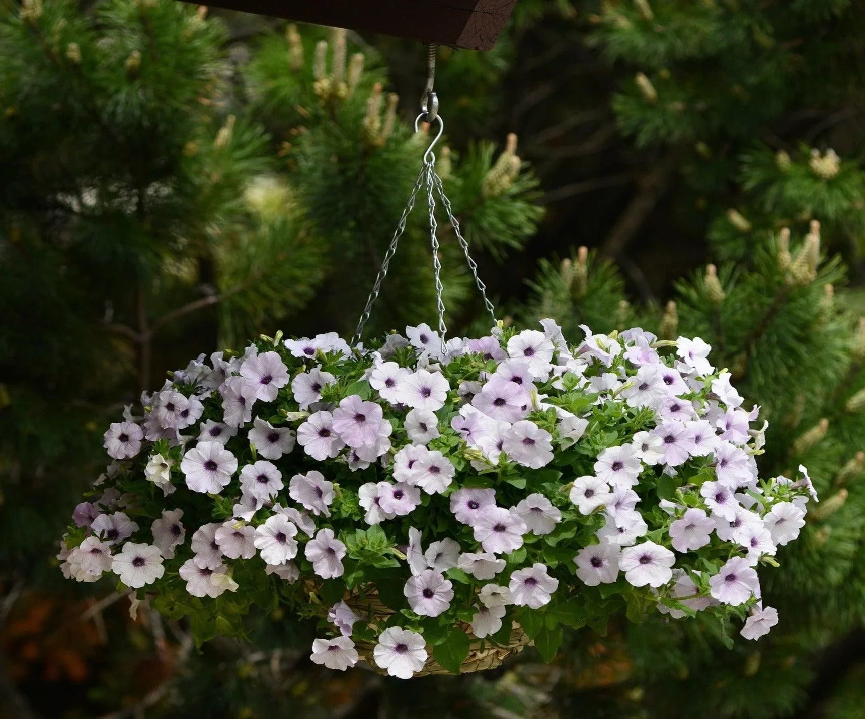 25 Wave Petunia - Easy Wave Silver Seeds - Seed World