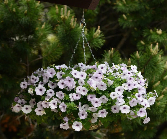 25 Wave Petunia - Easy Wave Silver Seeds - Seed World