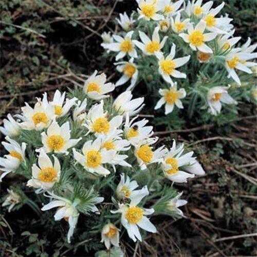 25 White Anemone - Pasque Flower Seeds - Seed World