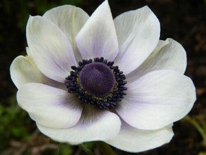 25 White Anemone - Pasque Flower Seeds - Seed World
