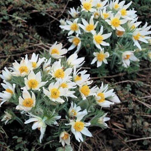 25 White Anemone - Pasque Flower Seeds - Seed World
