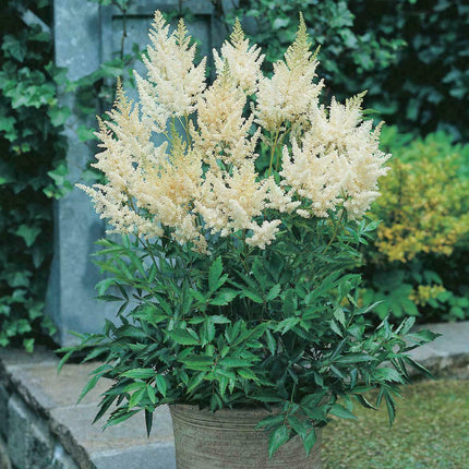 25 White Astilbe Flower Seeds - Seed World