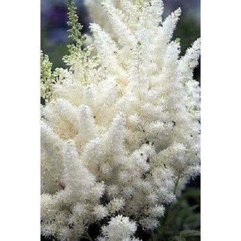 25 White Astilbe Flower Seeds - Seed World