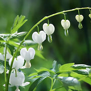 25 White Bleeding Heart Seeds - Seed World