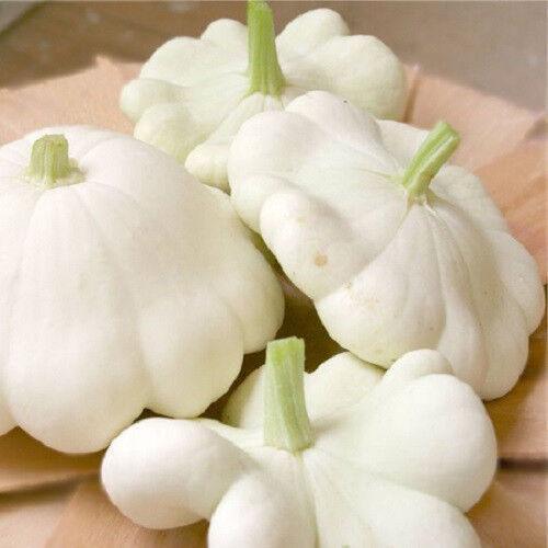 25 White Bush Scallop Squash Seeds - Seed World