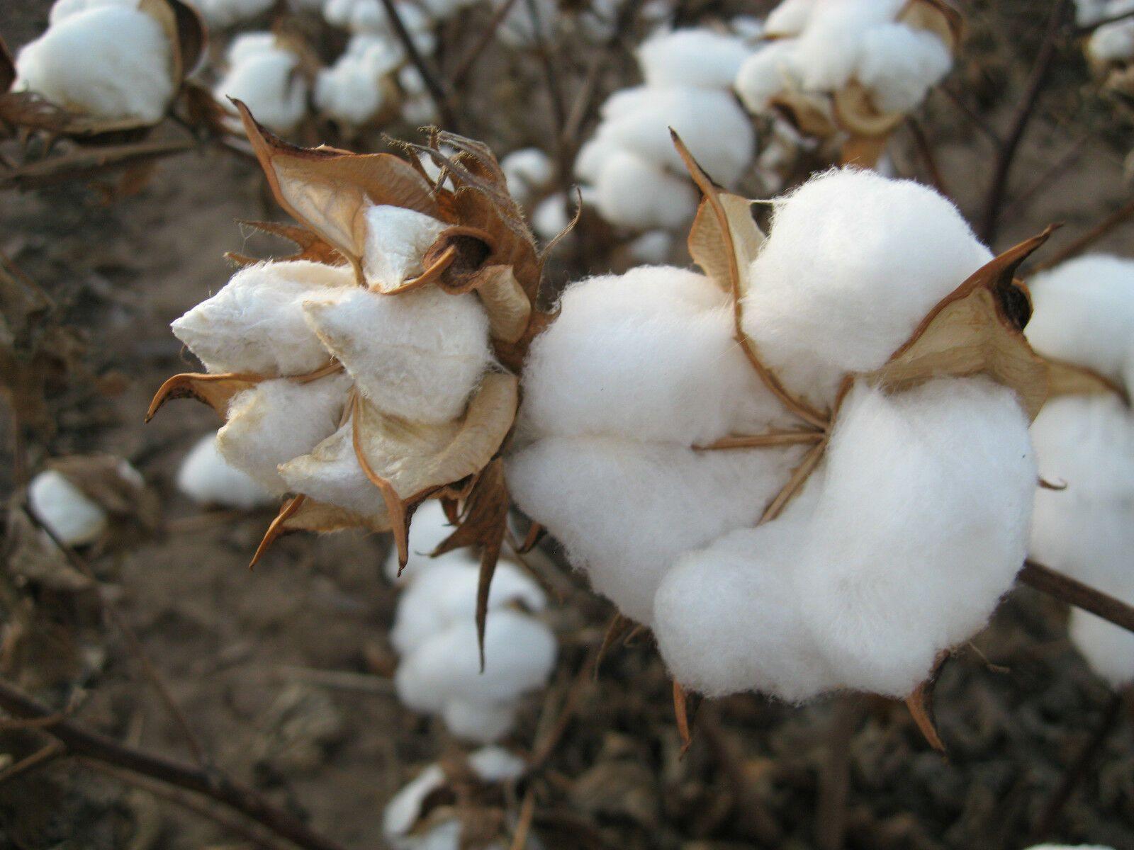 KVITER White Cotton 25 Seeds - Gossypium Hirsutum Cotton Plant, Easy Grow  Perennial Shrub Upland Cotton, Winter Hardy Showy Flowers Plants, Mexican