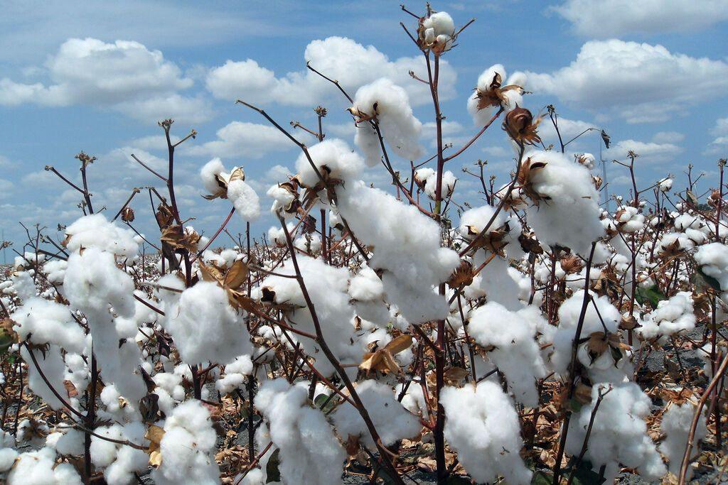 25 White Cotton Gossypium Seeds - Seed World