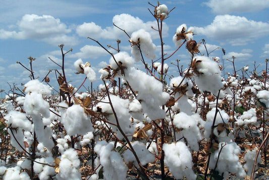 25 White Cotton Gossypium Seeds - Seed World
