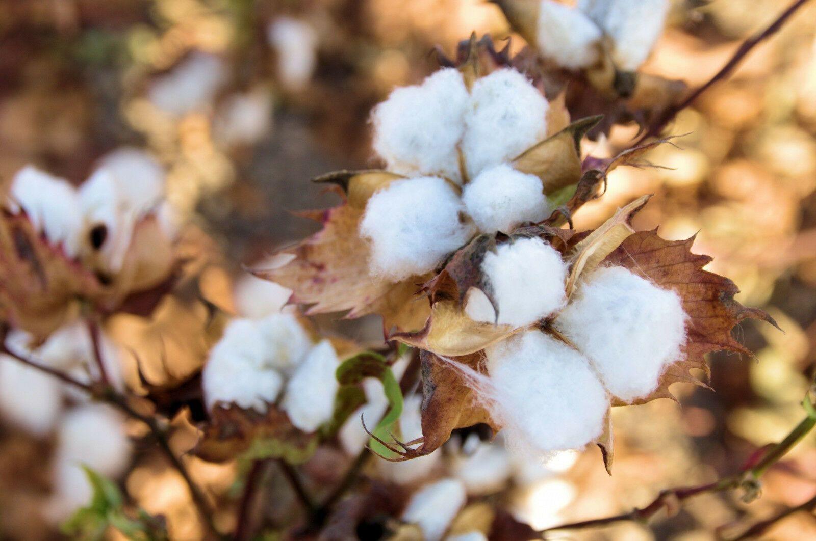 25 White Cotton Gossypium Seeds - Seed World