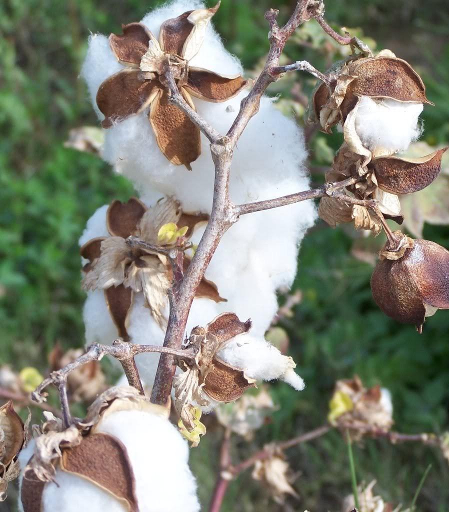 25 White Cotton Gossypium Seeds - Seed World